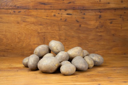 Kartoffel Agria mehligkochend
