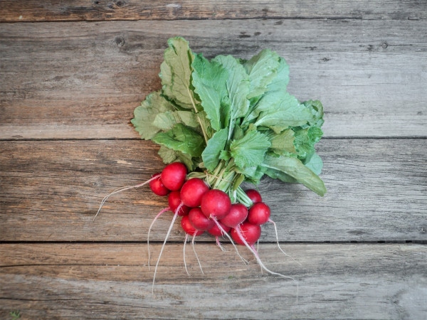 Bio Radieschen