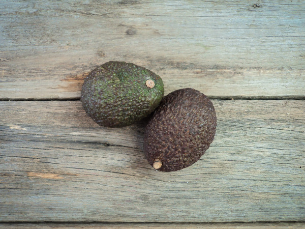 Bio Avocado