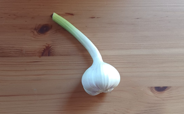 Knoblauch
