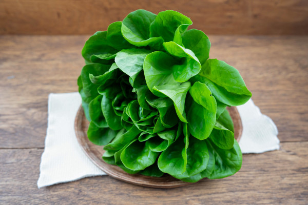 Salat Salanovasalat grün